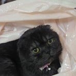 投稿者のアイコン