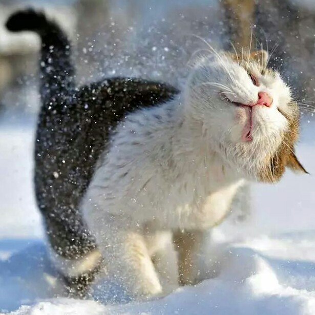 投稿者のアイコン