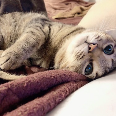 投稿者のアイコン