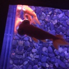 投稿者のアイコン