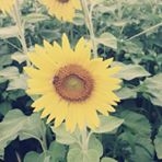 投稿者のアイコン