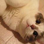 投稿者のアイコン