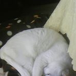 投稿者のアイコン