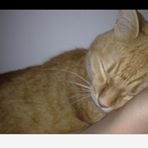 投稿者のアイコン