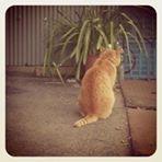 投稿者のアイコン