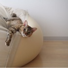 投稿者のアイコン