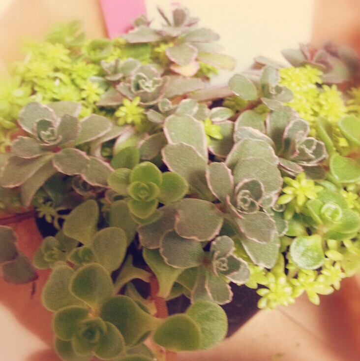 投稿者のアイコン