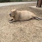 投稿者のアイコン