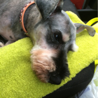 投稿者のアイコン